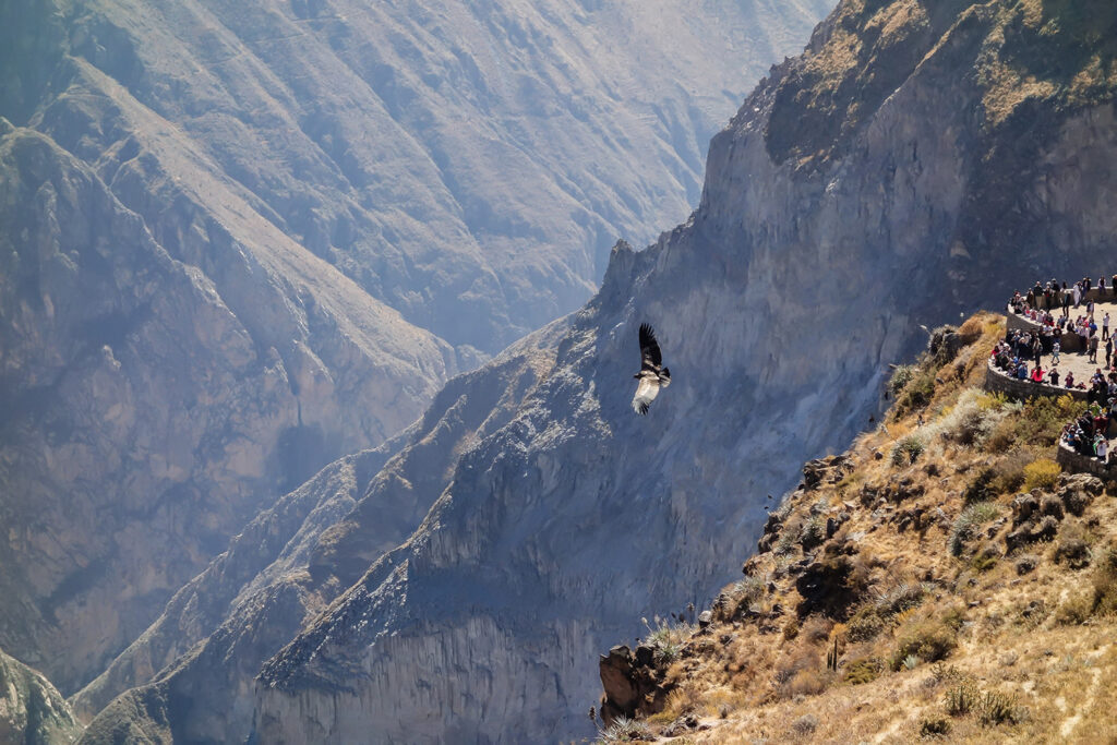Andean condor soaring above Colca Canyon near a viewpoint in southern Peru, with steep rocky cliffs and visitors gathered along the canyon’s edge.