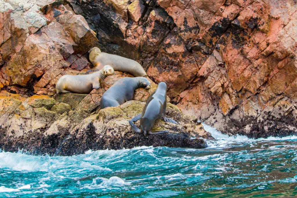 South American sea lions resting on the red rocks of the Ballestas Islands, Paracas, Peru
