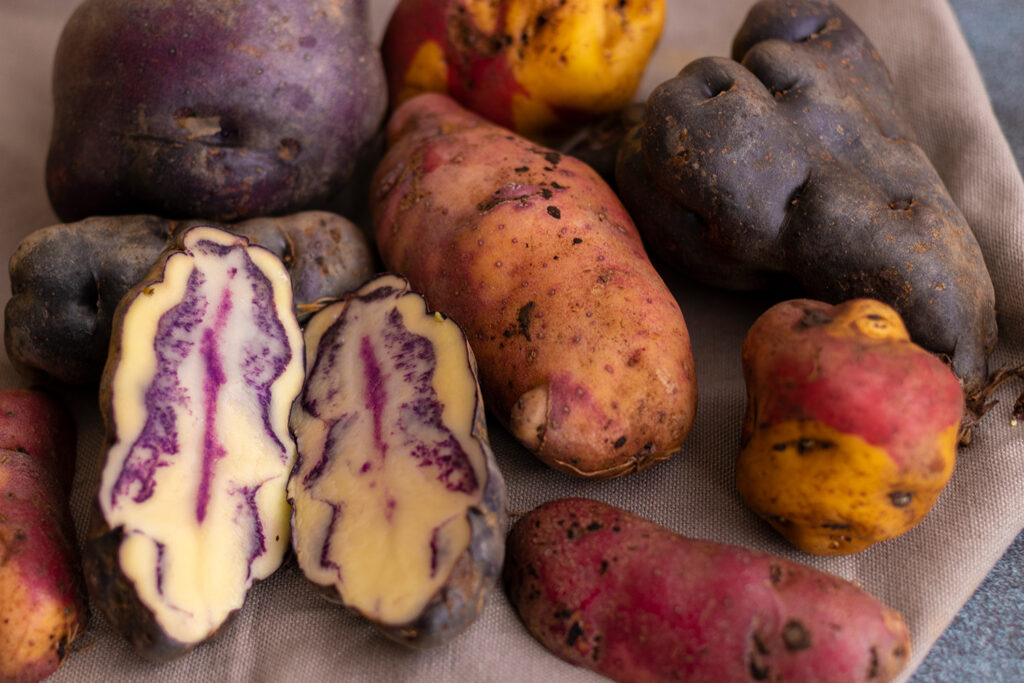 Native Peruvian potatoes in many colors at an Andean stall