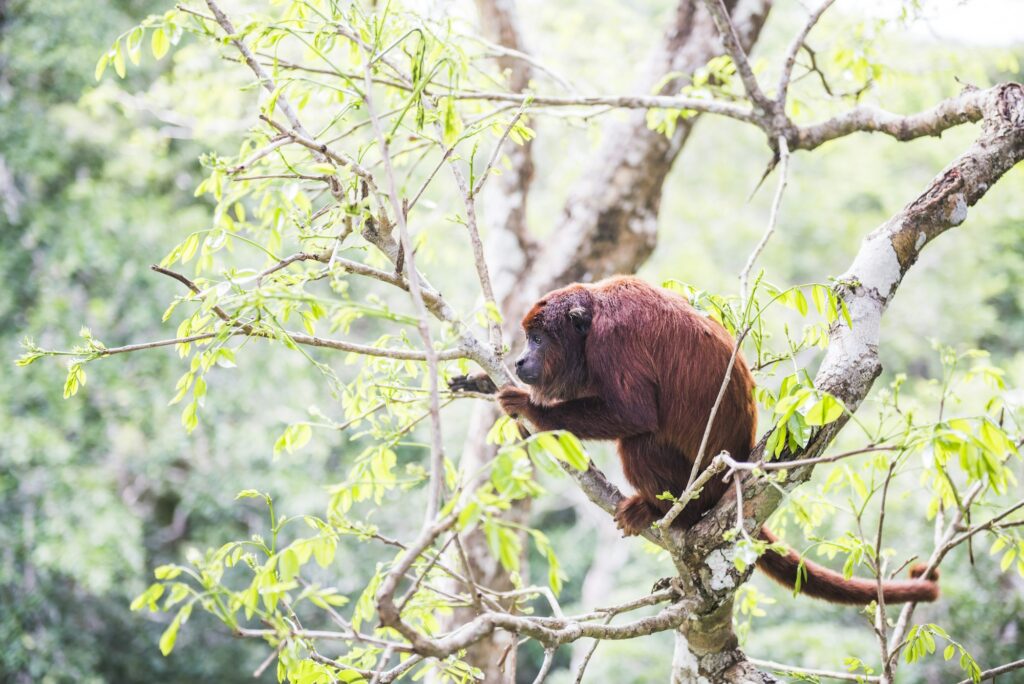 Red Howler Monkey (Alouatta Seniculus), Tambopata National Reserve, Puerto Maldonado Amazon Jungle a